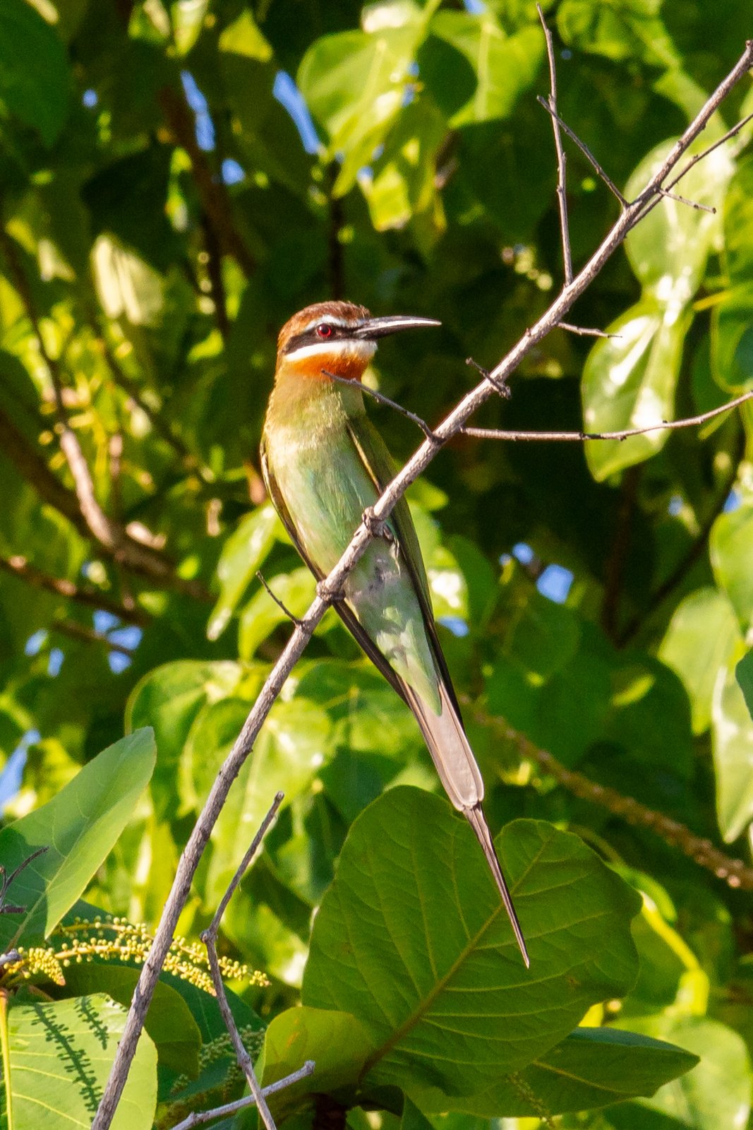 Olive Bee-Eater (Merops superciliosus)