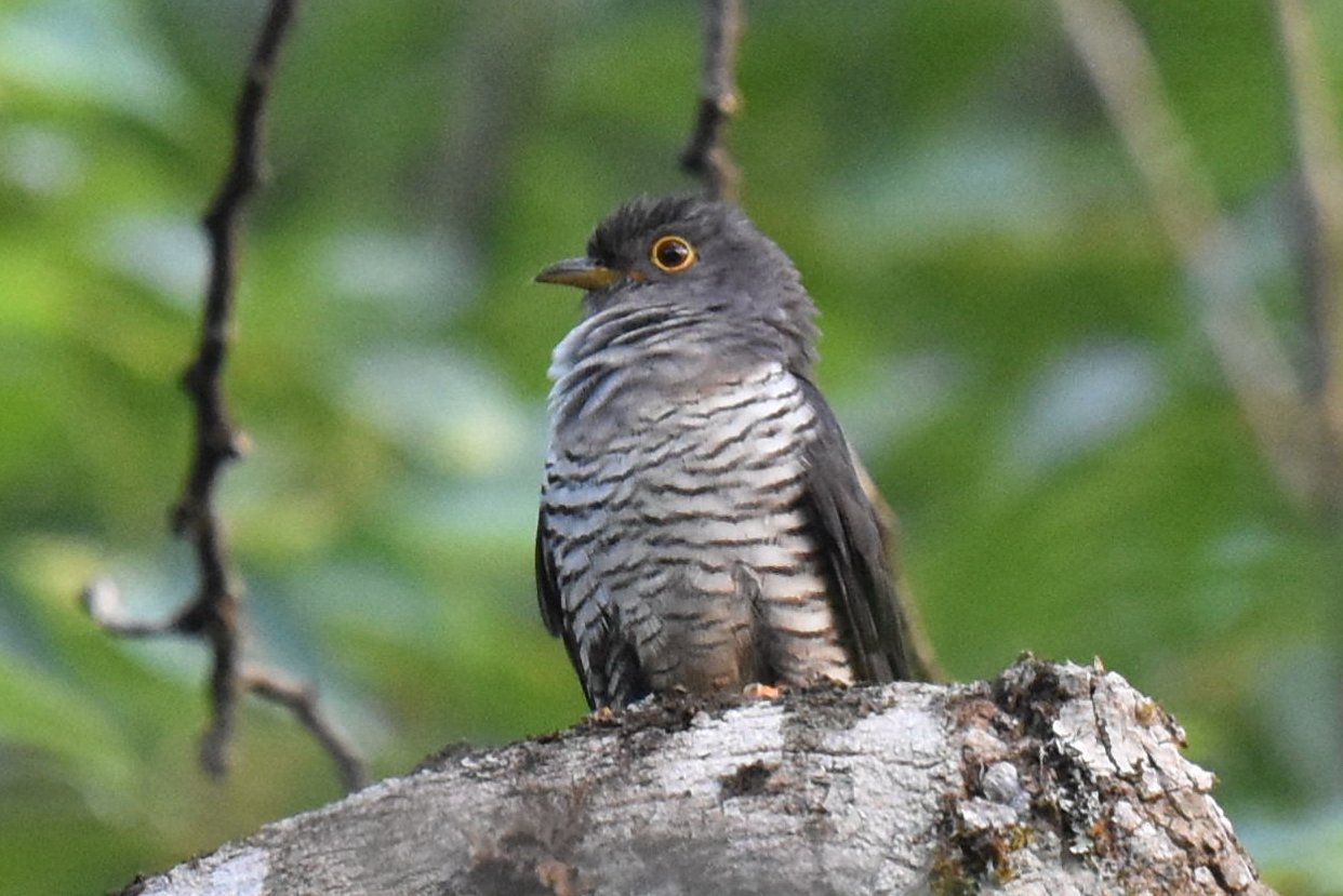 Madagascar Cuckoo (Cuculus rochii)