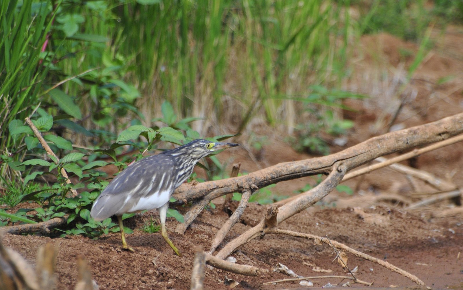 Malagasy Pond Heron (Ardeola idae)