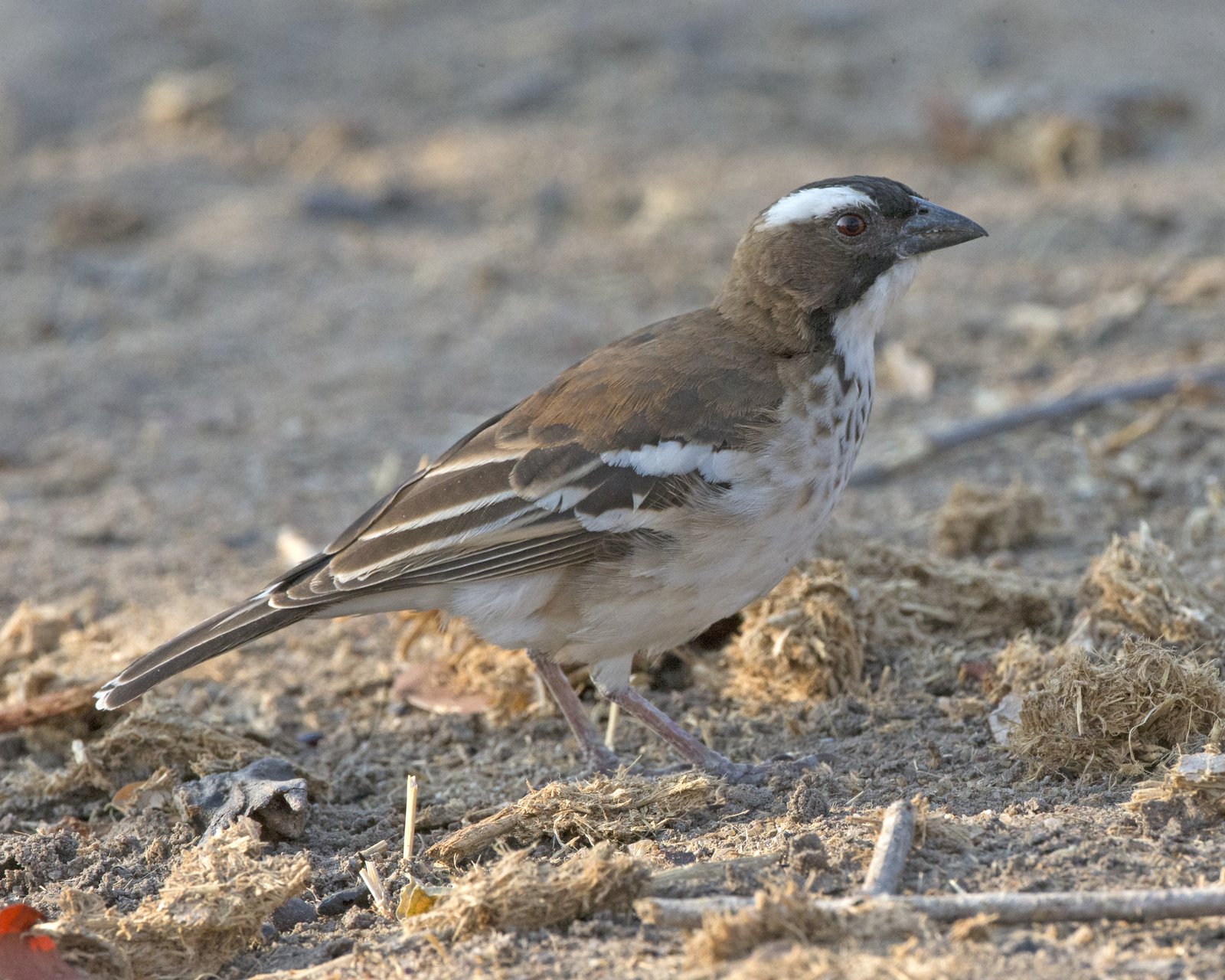 White-Browed Sparrow-Weaver (Plocepasser mahali)