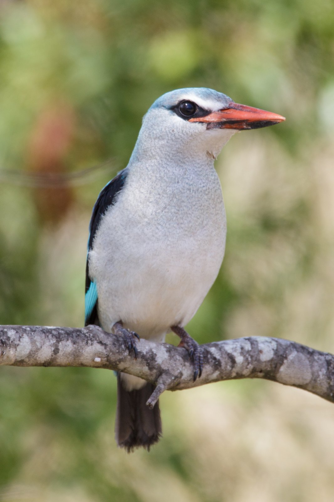 Mangrove Kingfisher (Halcyon senegaloides)
