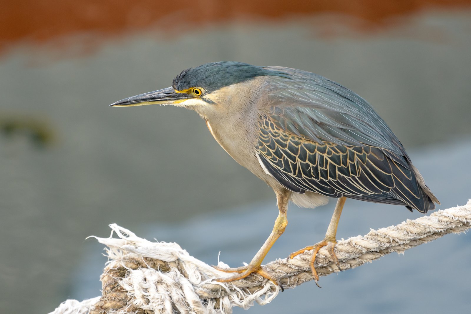 Striated Heron (Butorides striata)