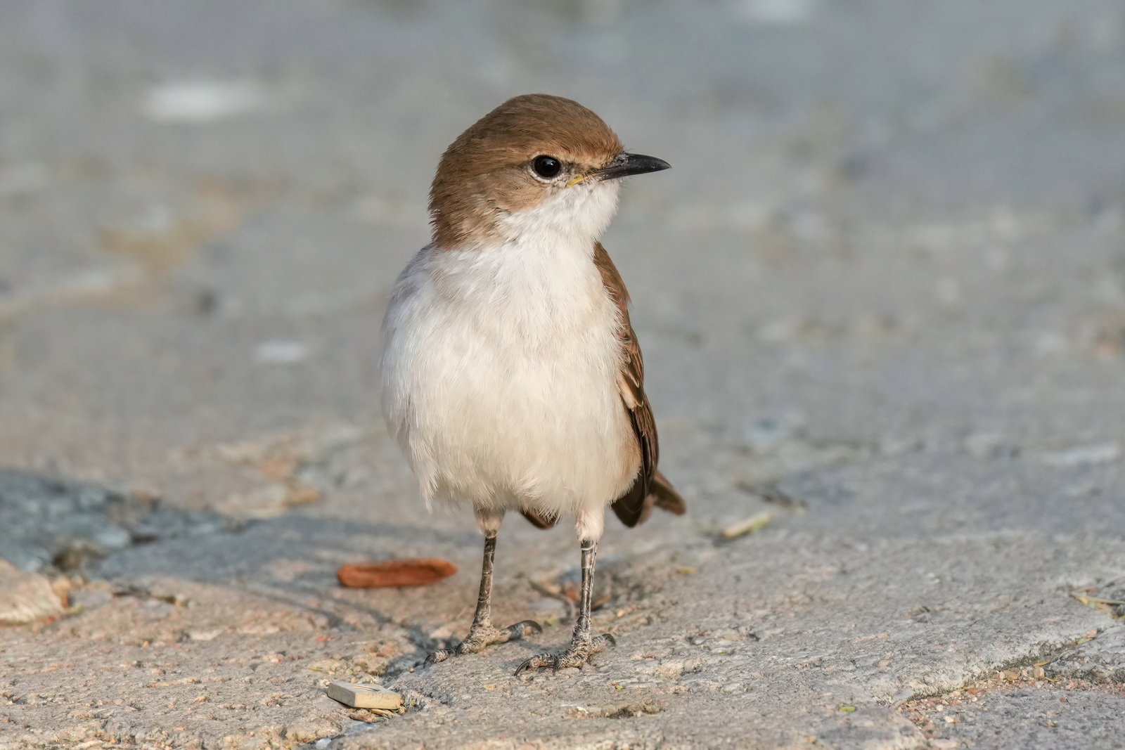 Marico Flycatcher (Bradornis mariquensis)