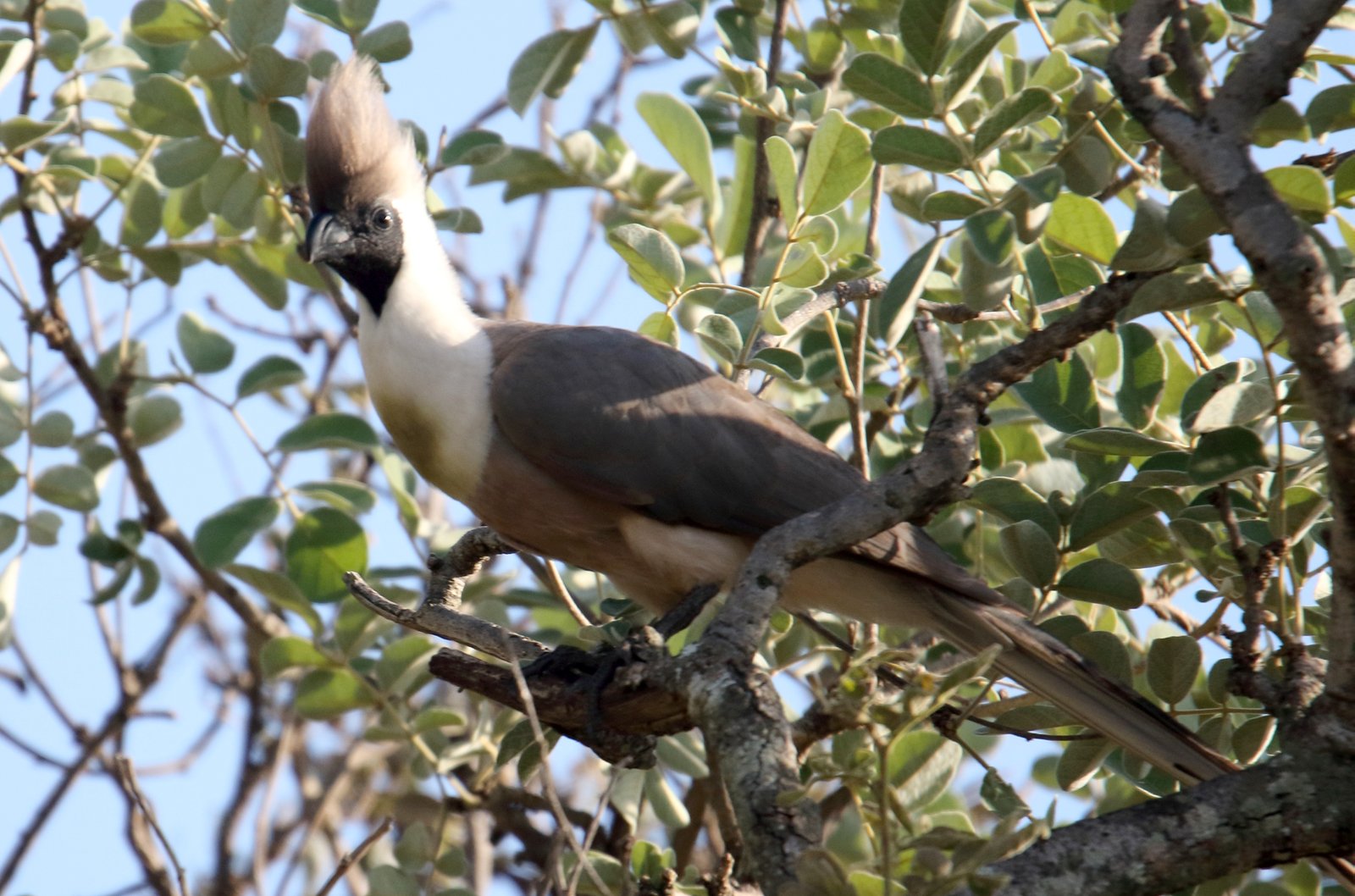 Bare-Faced Go-Away-Bird (Crinifer personatus)