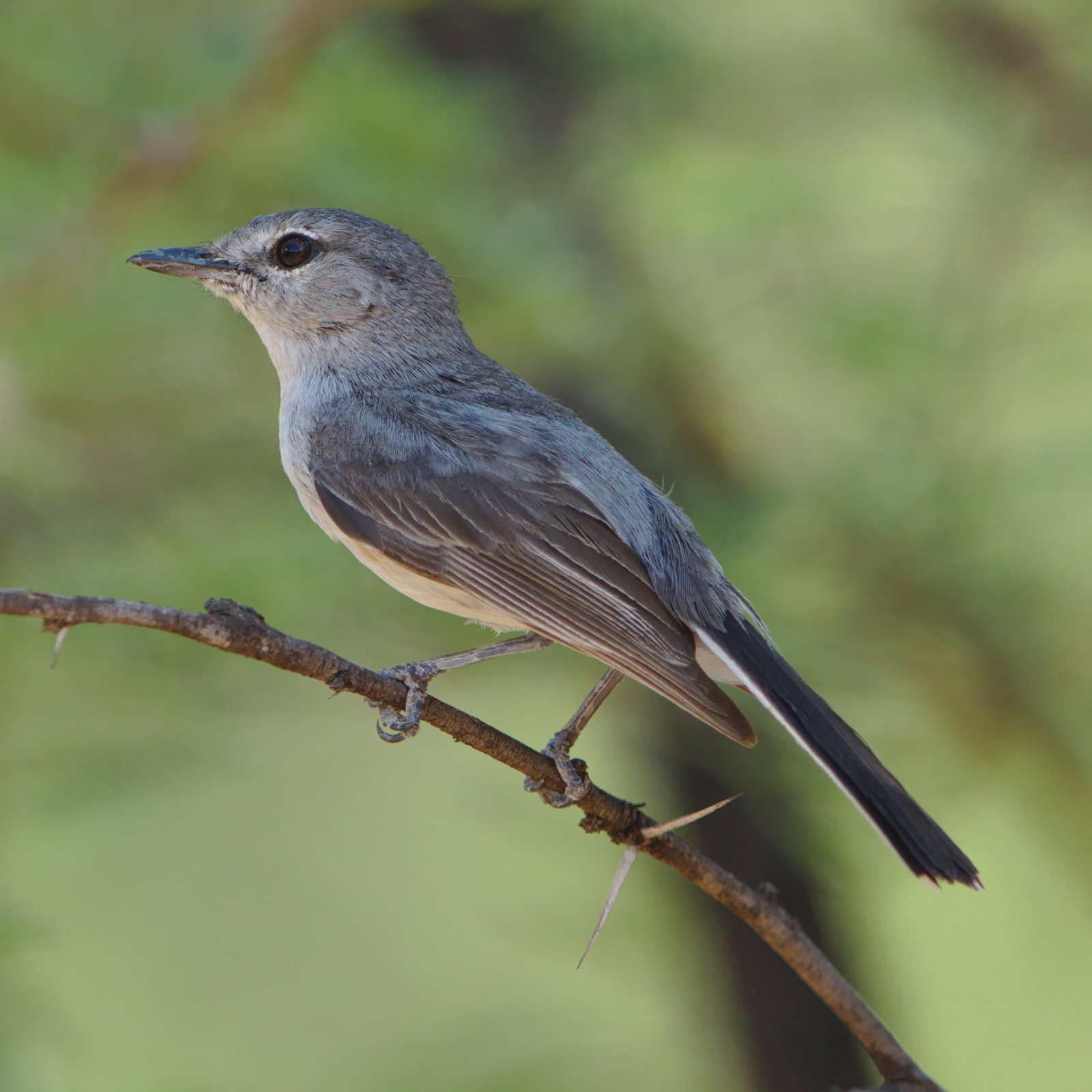 Grey Tit-Flycatcher (Fraseria plumbea)