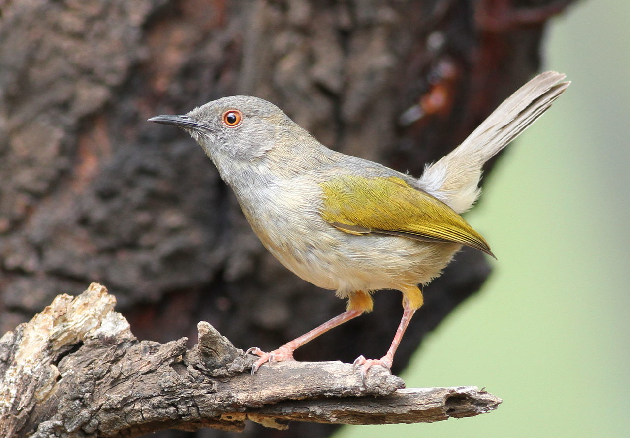 Bleating Camaroptera (Camaroptera brachyura)