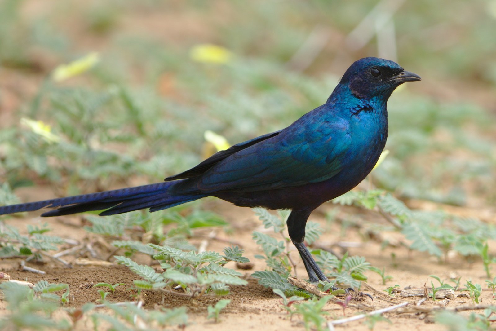 Meves's Starling (Lamprotornis mevesii)
