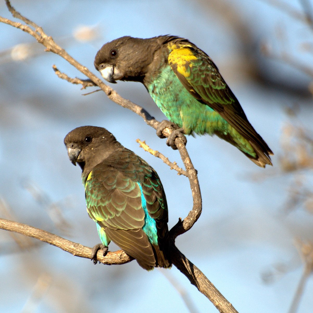 Meyer's Parrot (Poicephalus meyeri)