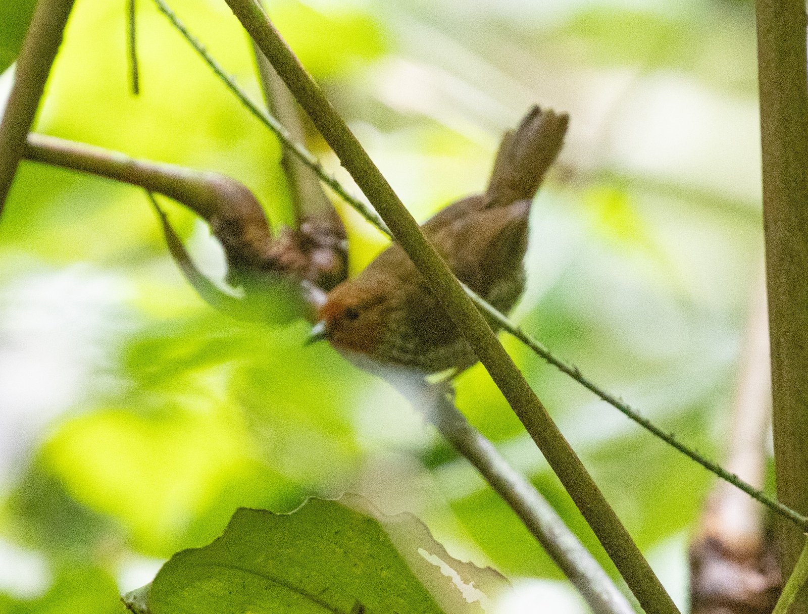 Woodhouse's Antpecker (Parmoptila woodhousei)