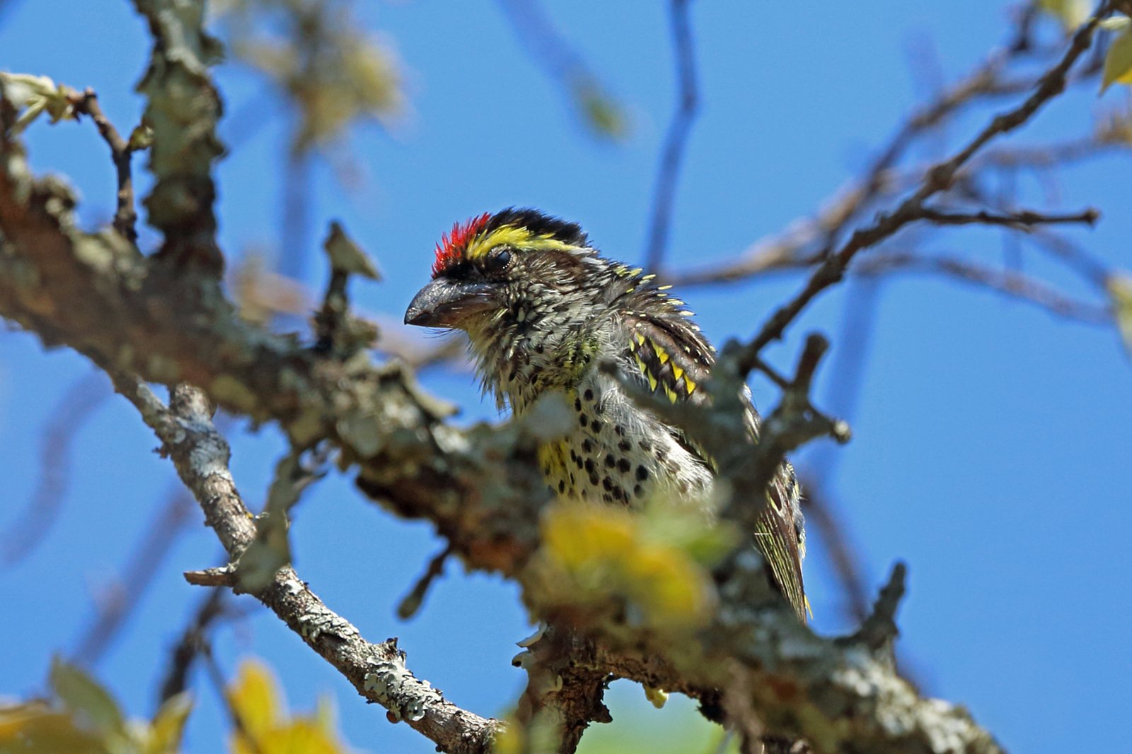 Miombo Pied Barbet (Tricholaema frontata)