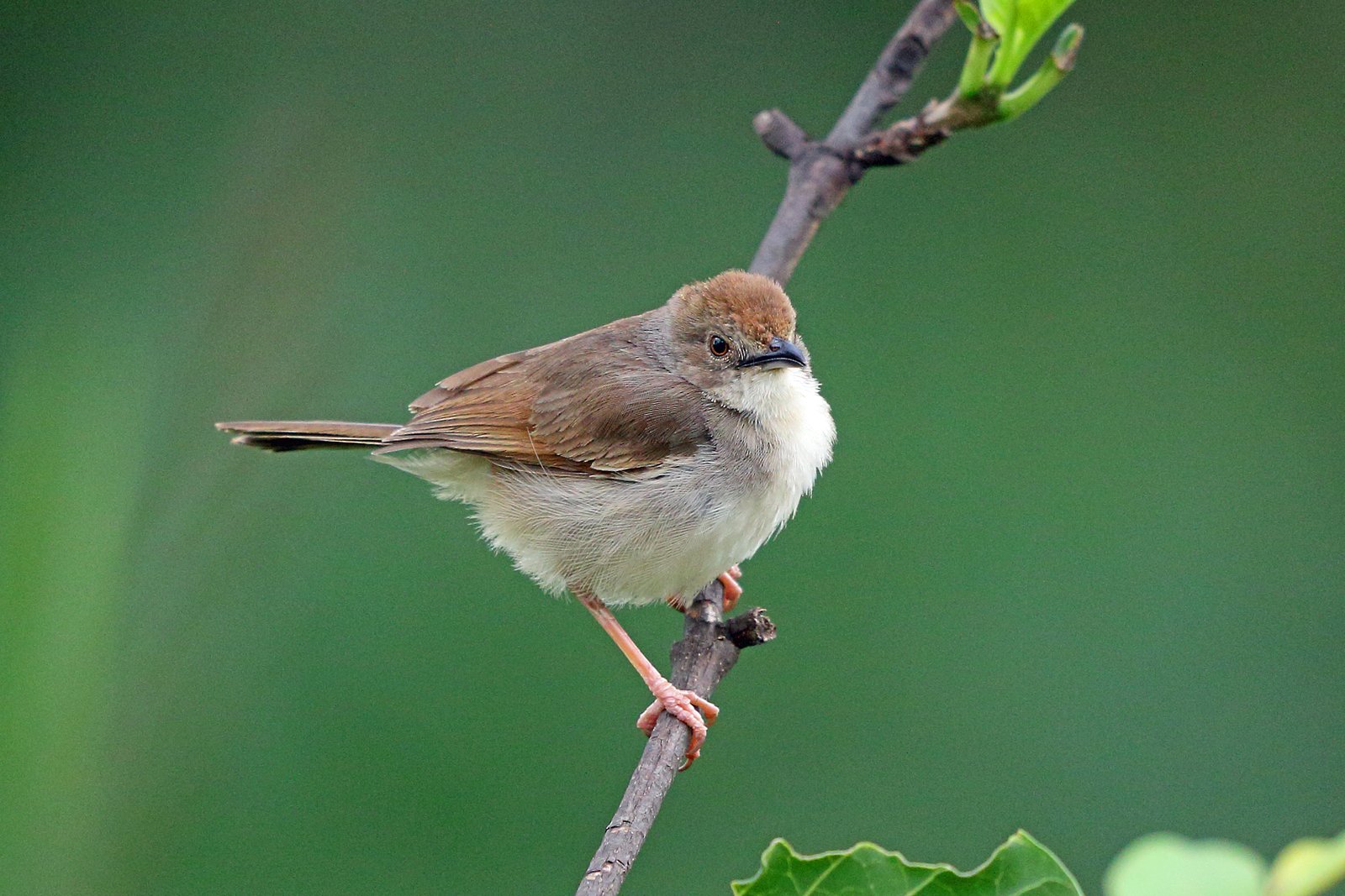 Trilling Cisticola (Cisticola woosnami)