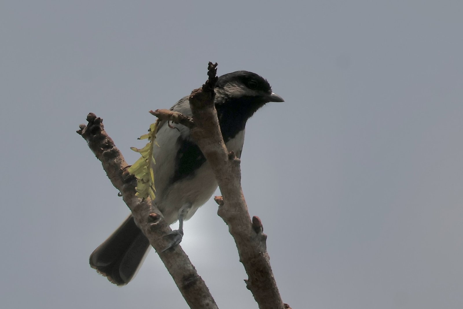 Miombo Tit (Melaniparus griseiventris)
