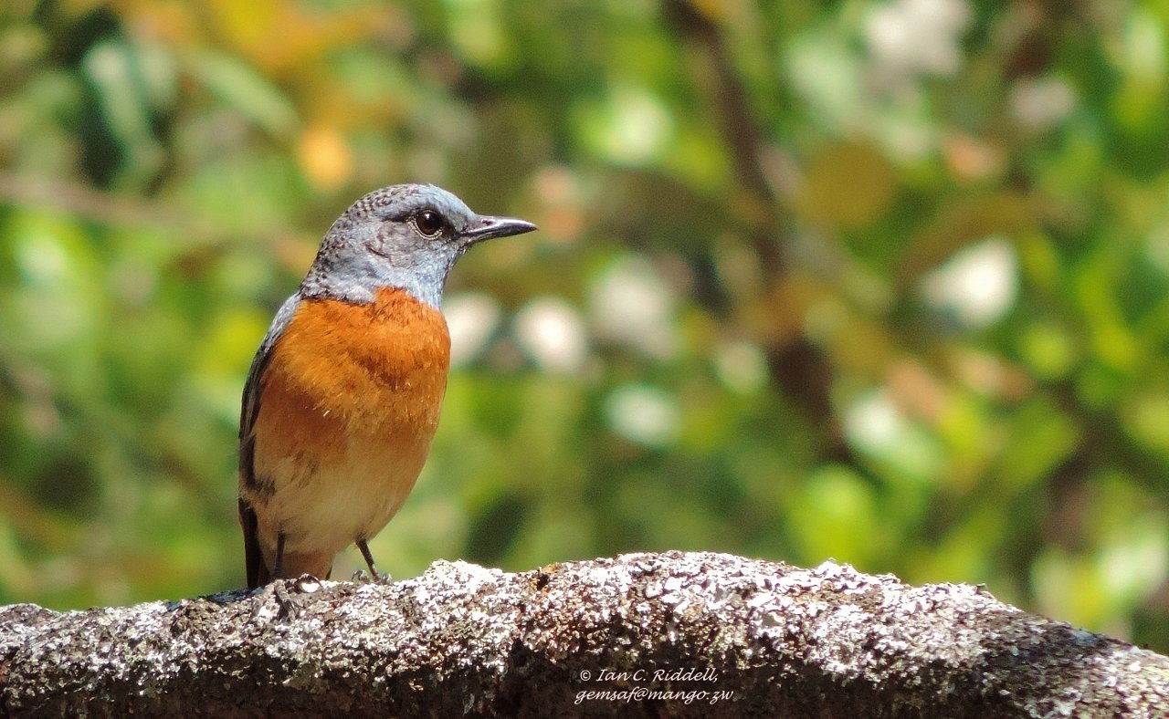 Miombo Rock Thrush (Monticola angolensis)