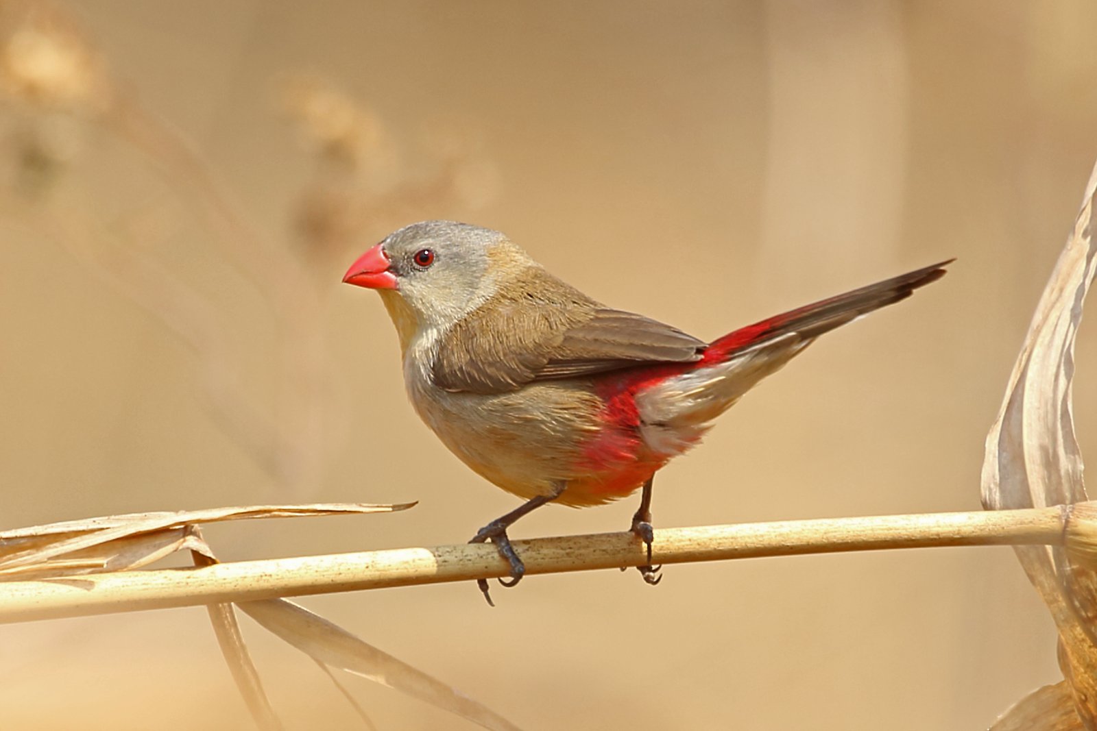 Fawn-Breasted Waxbill (Estrilda paludicola)
