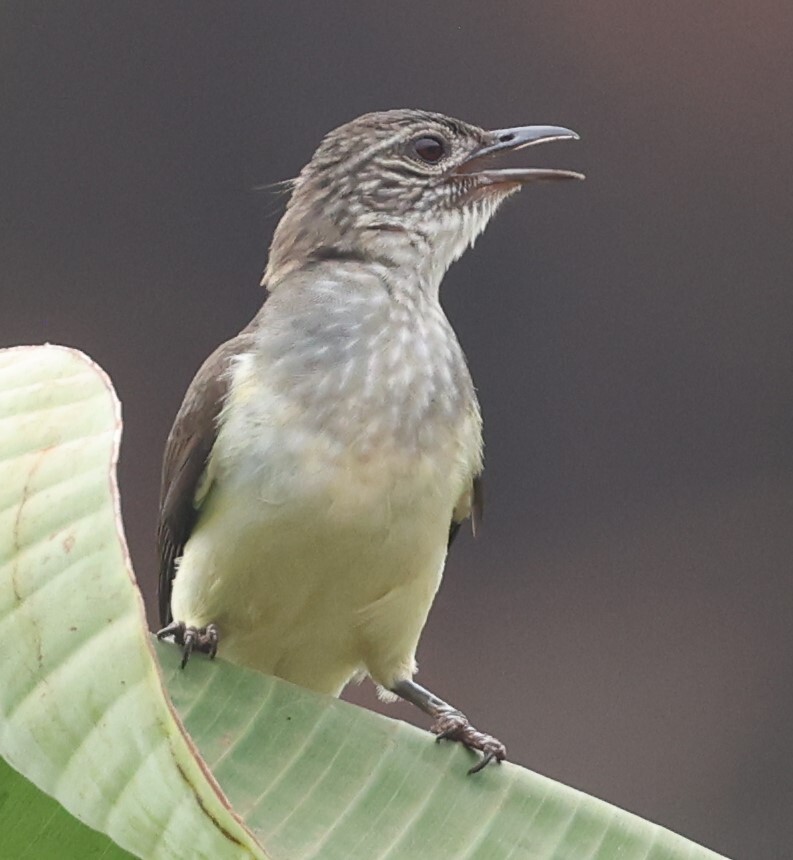 Swamp Palm Bulbul (Thescelocichla leucopleura)