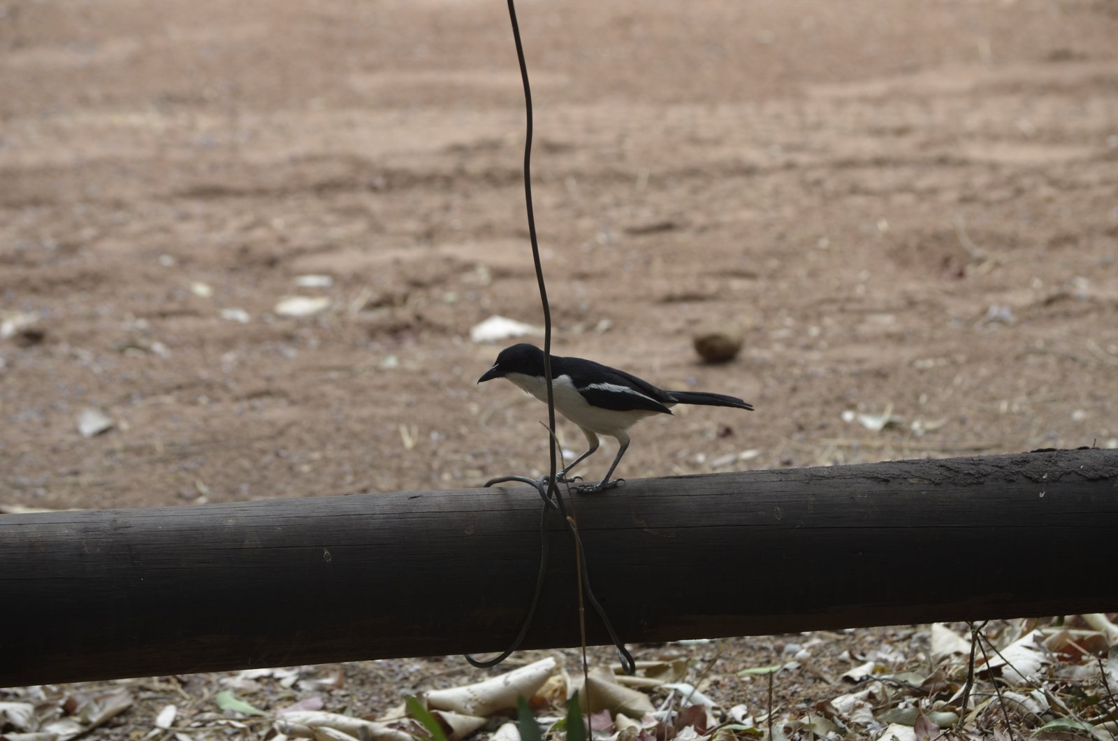 Swamp Boubou (Laniarius bicolor)