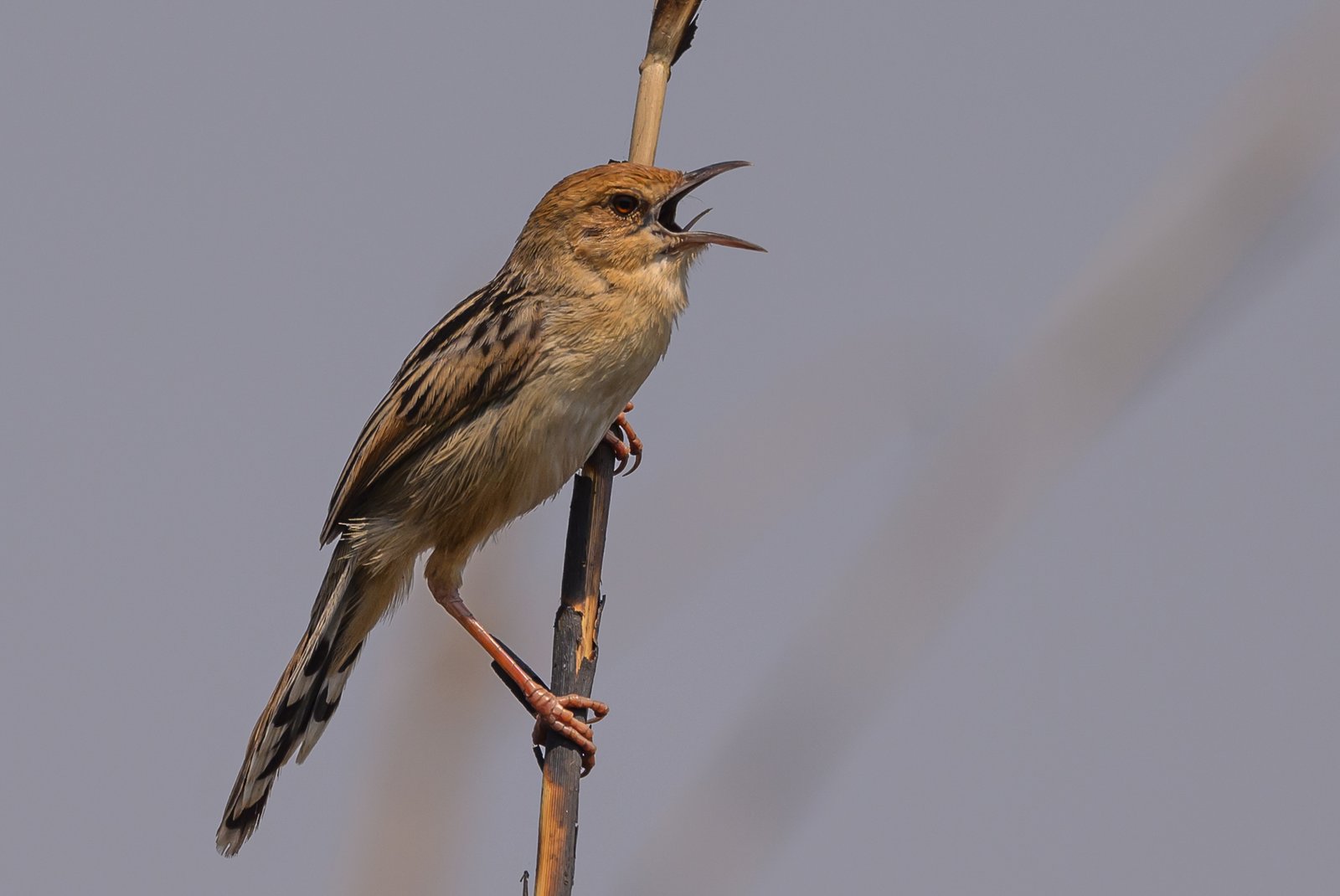 Chirping Cisticola (Cisticola pipiens)