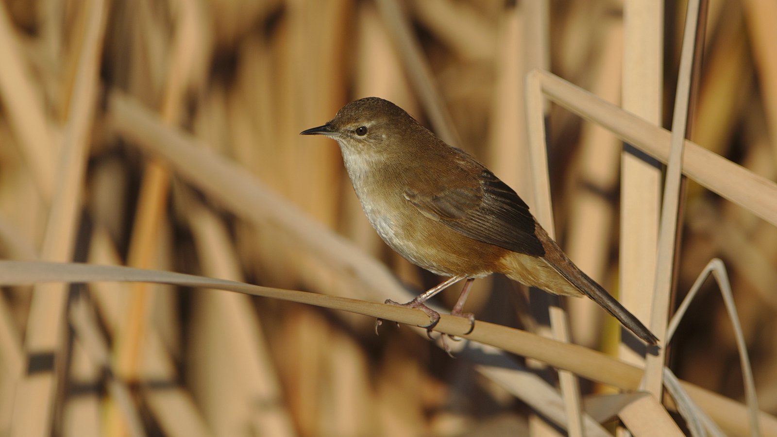 Little Rush Warbler (Bradypterus baboecala)