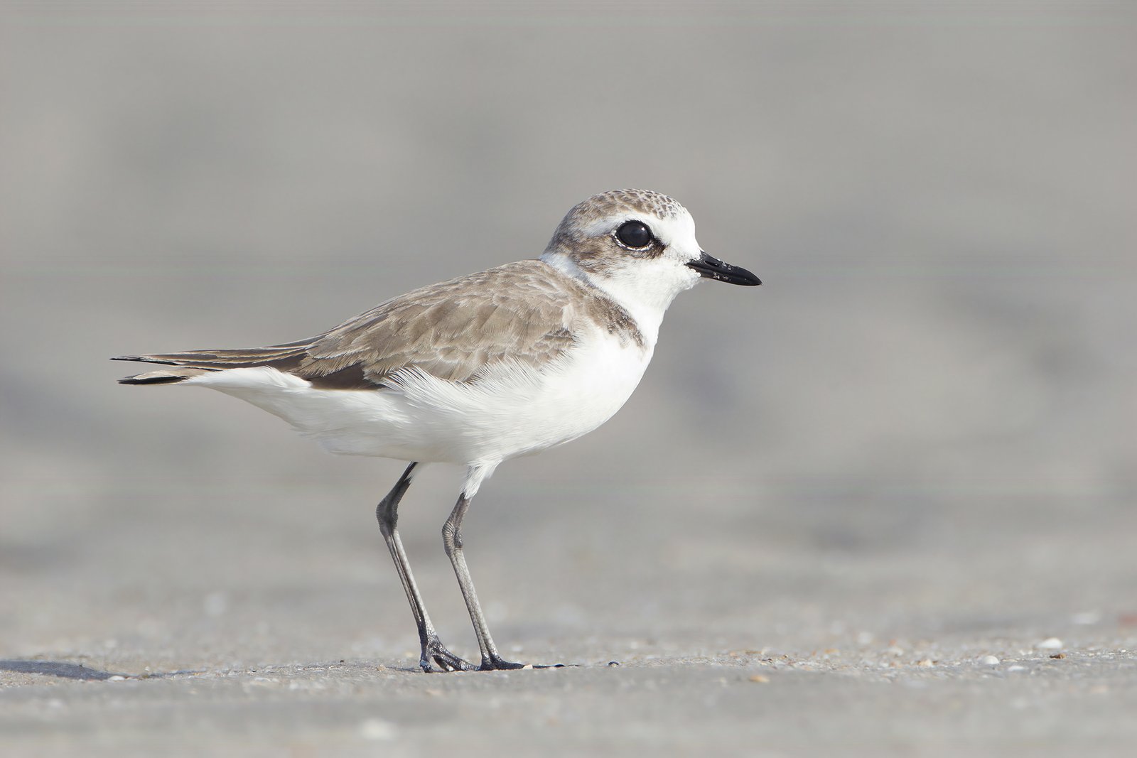 Siberian Sand Plover (Anarhynchus mongolus)
