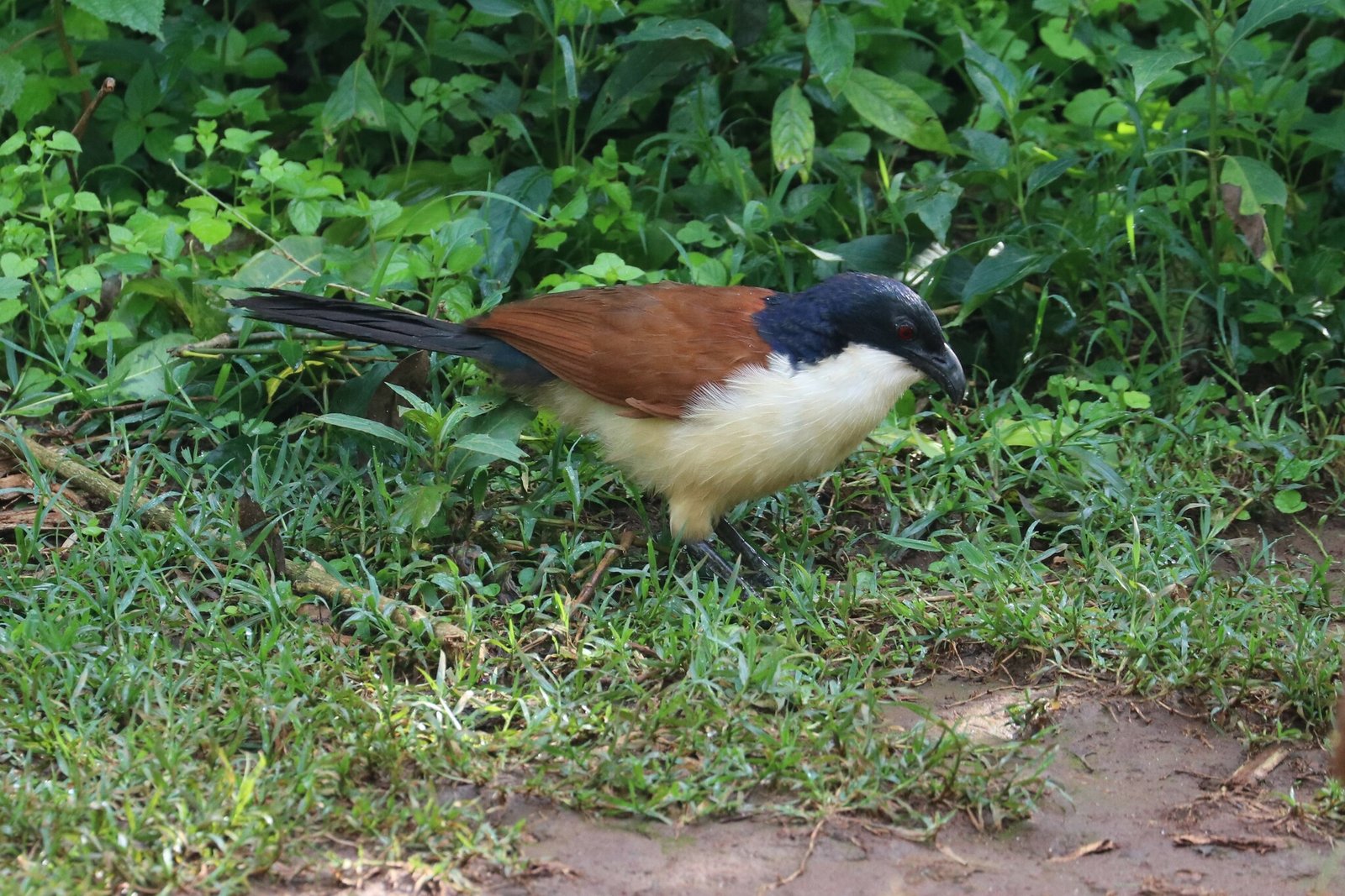 Blue-Headed Coucal (Centropus monachus)