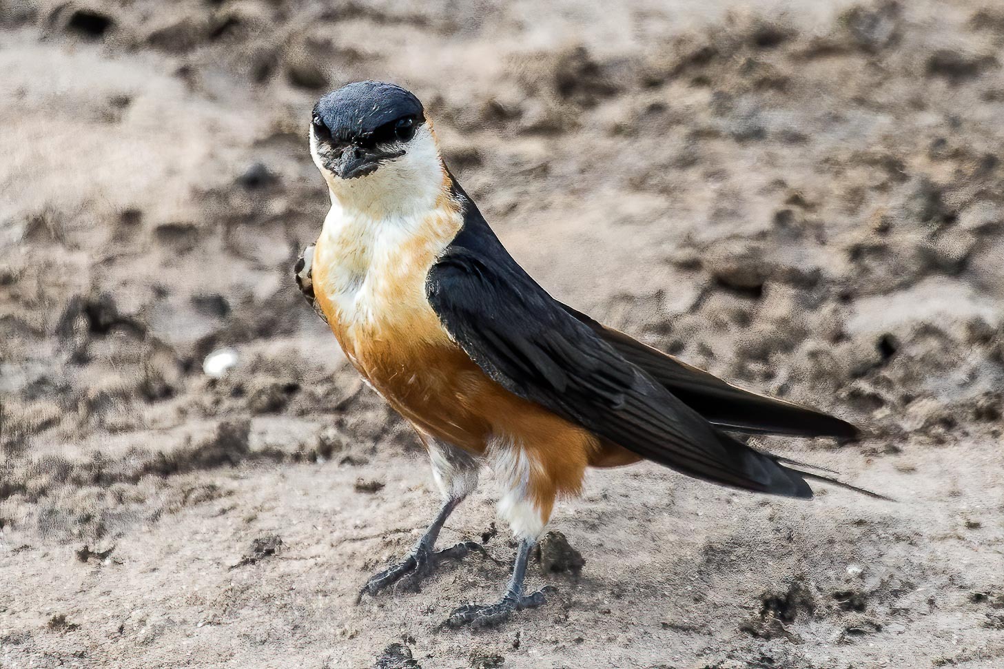 Mosque Swallow (Cecropis senegalensis)