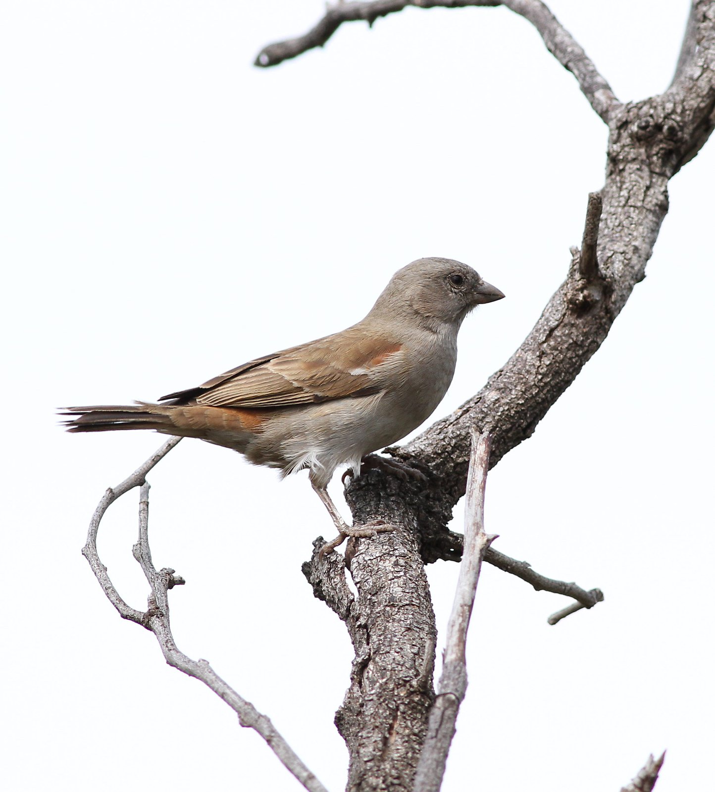 Southern Grey-Headed Sparrow (Passer diffusus)
