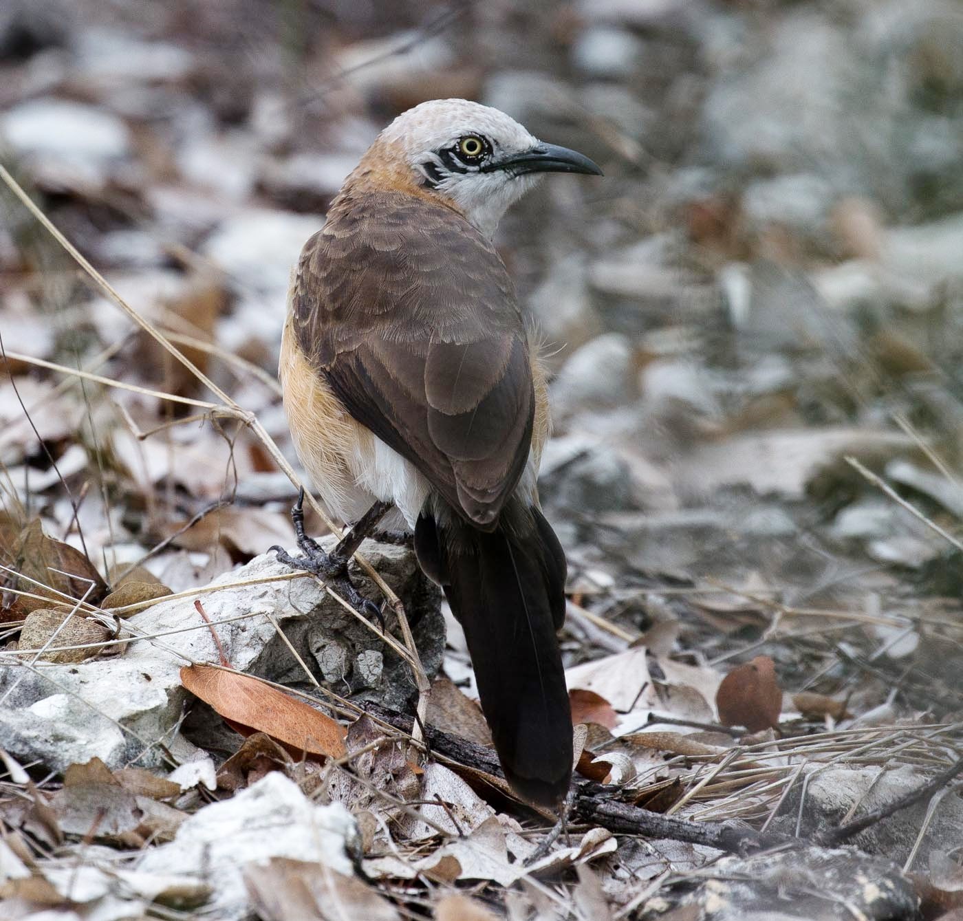 Bare-Cheeked Babbler (Turdoides gymnogenys)