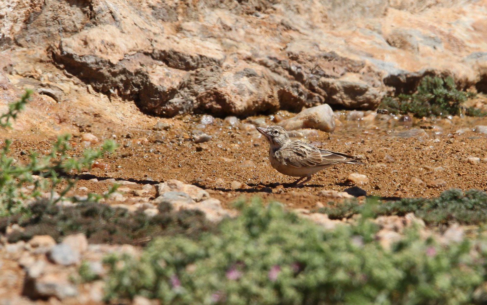 Sclater's Lark (Spizocorys sclateri)