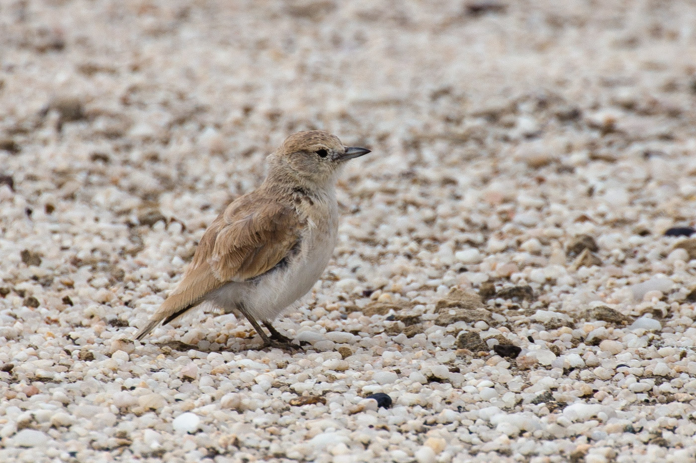 Gray's Lark (Ammomanopsis grayi)