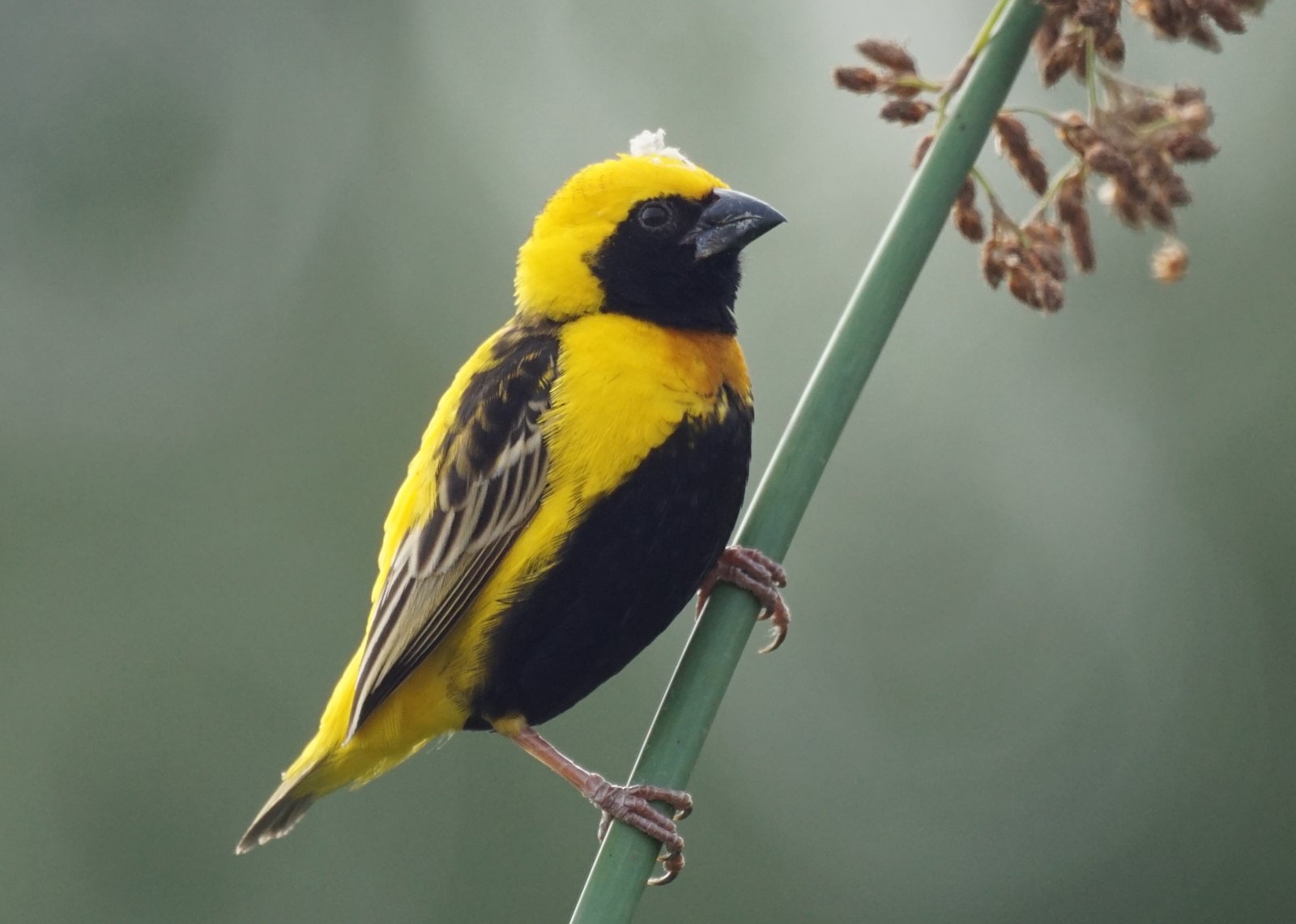 Yellow-Crowned Bishop (Euplectes afer)