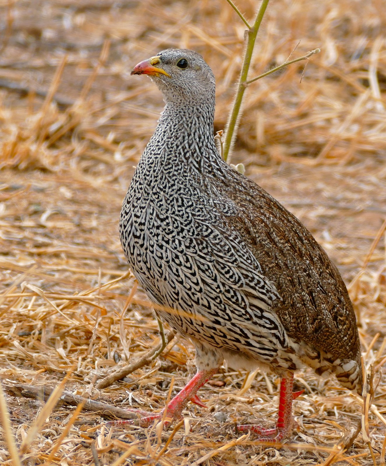 Natal Spurfowl (Pternistis natalensis)
