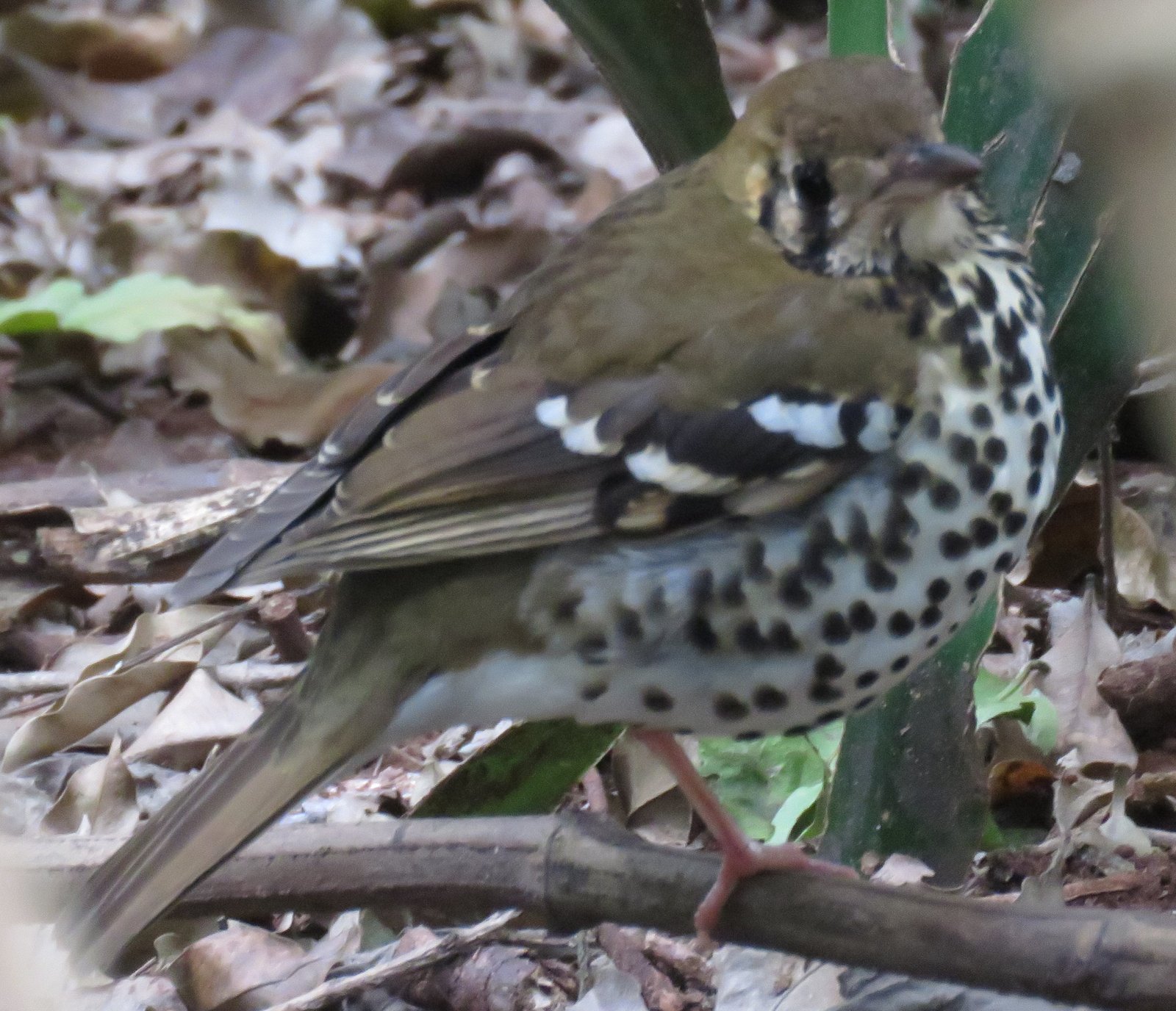 Spotted Ground Thrush (Geokichla guttata)