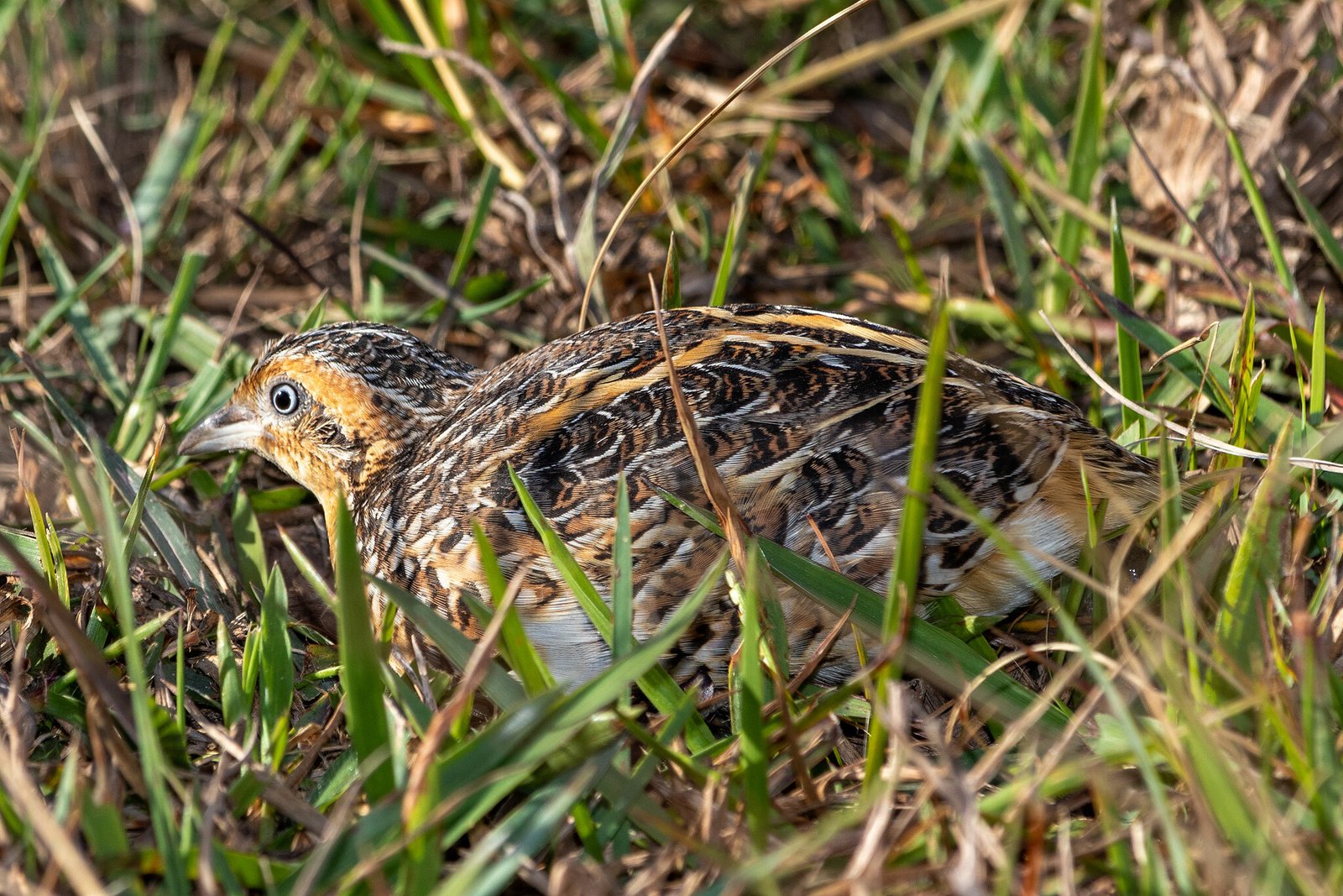 Black-Rumped Buttonquail (Turnix nanus)