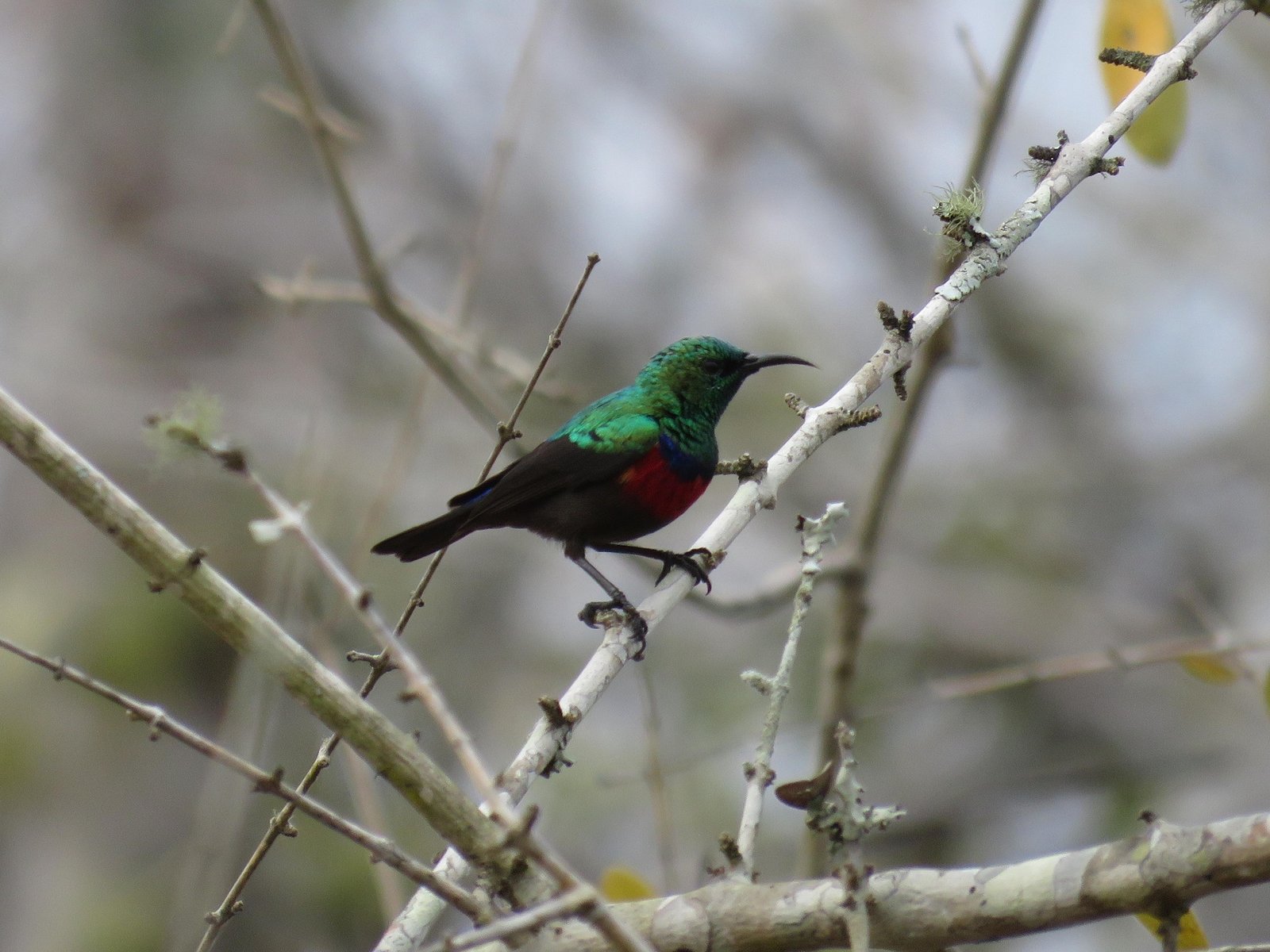 Neergaard's Sunbird (Cinnyris neergaardi)