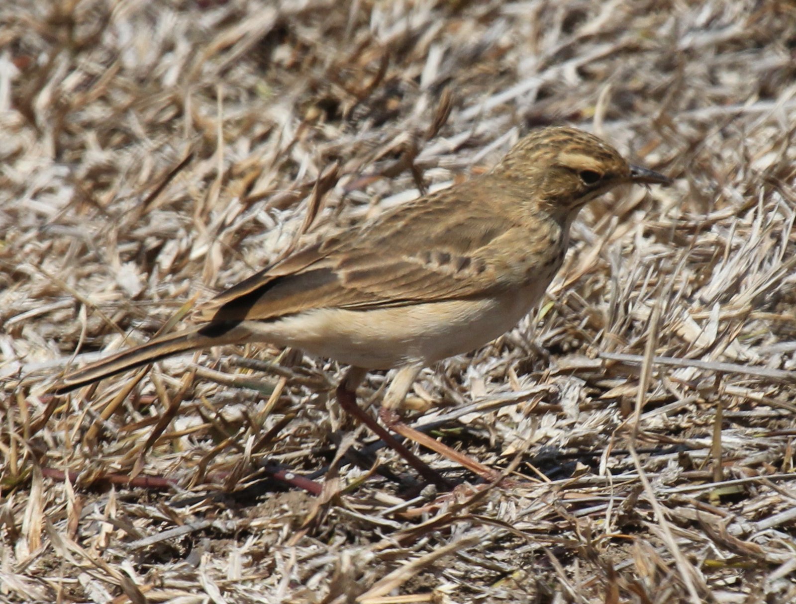 Nicholson's Pipit (Anthus nicholsoni)