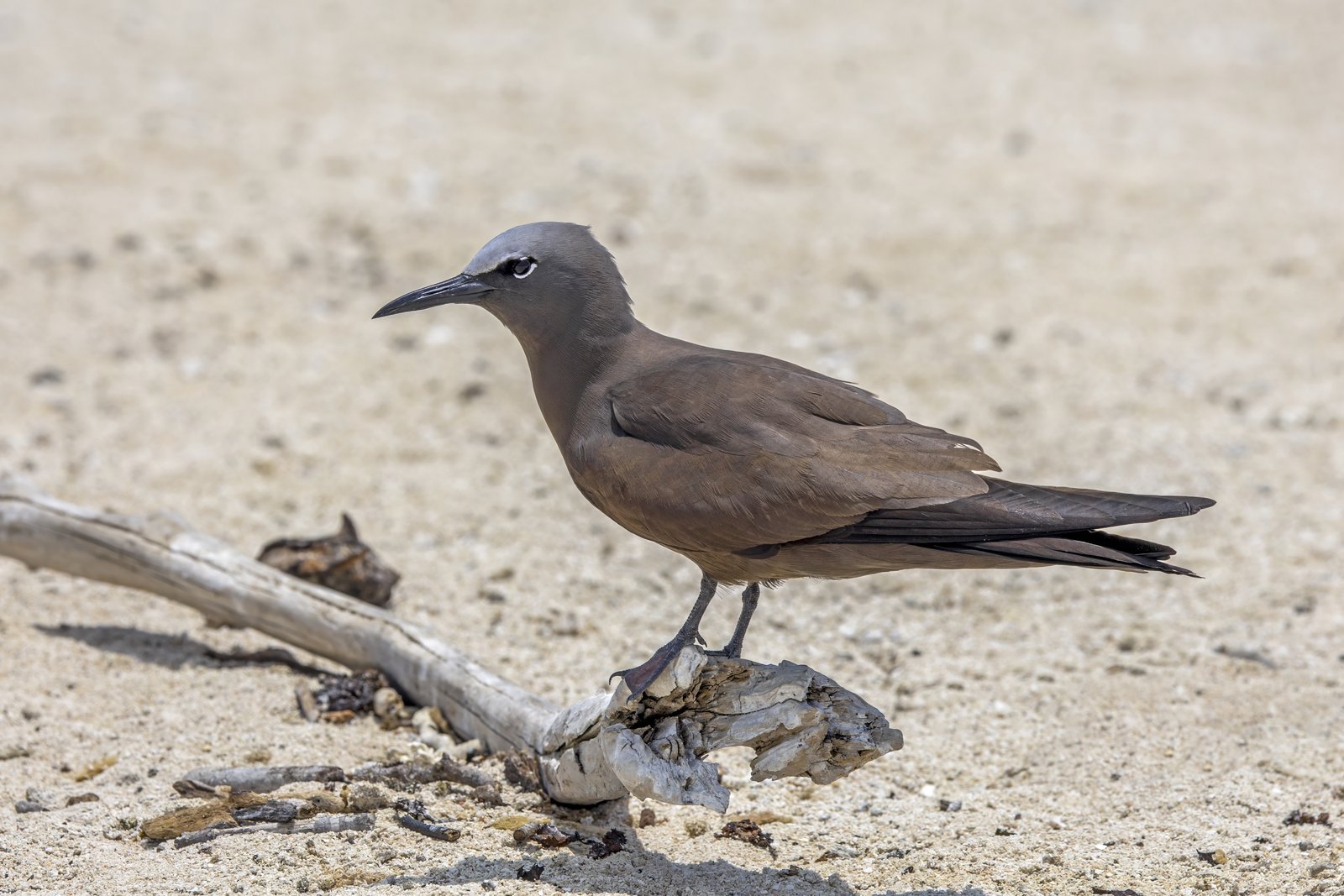 Brown Noddy (Anous stolidus)