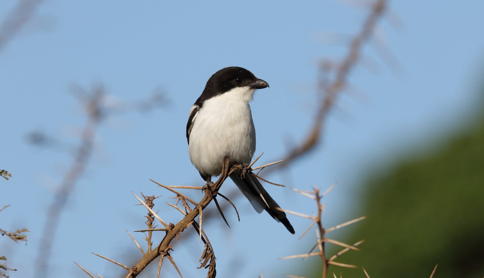 Northern Fiscal (Lanius humeralis)