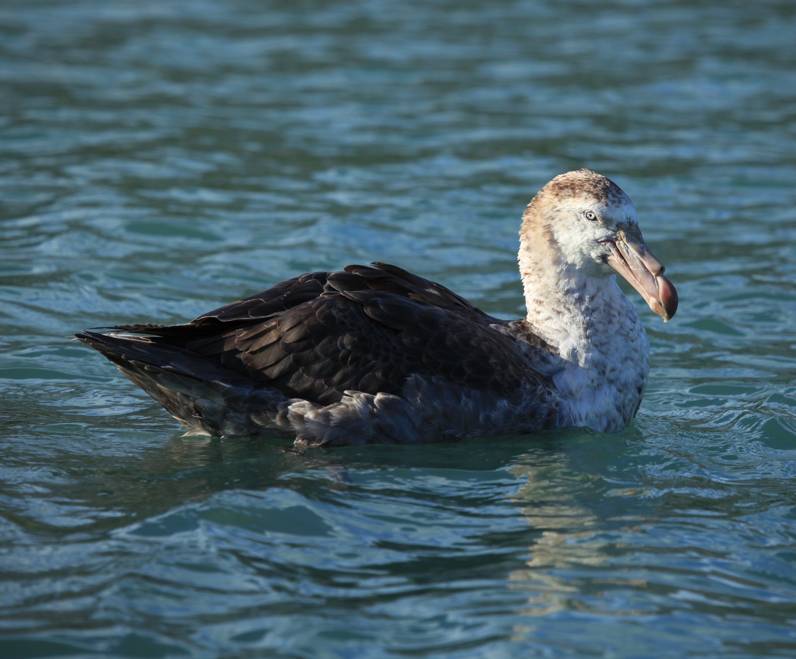 Northern Giant Petrel (Macronectes halli)