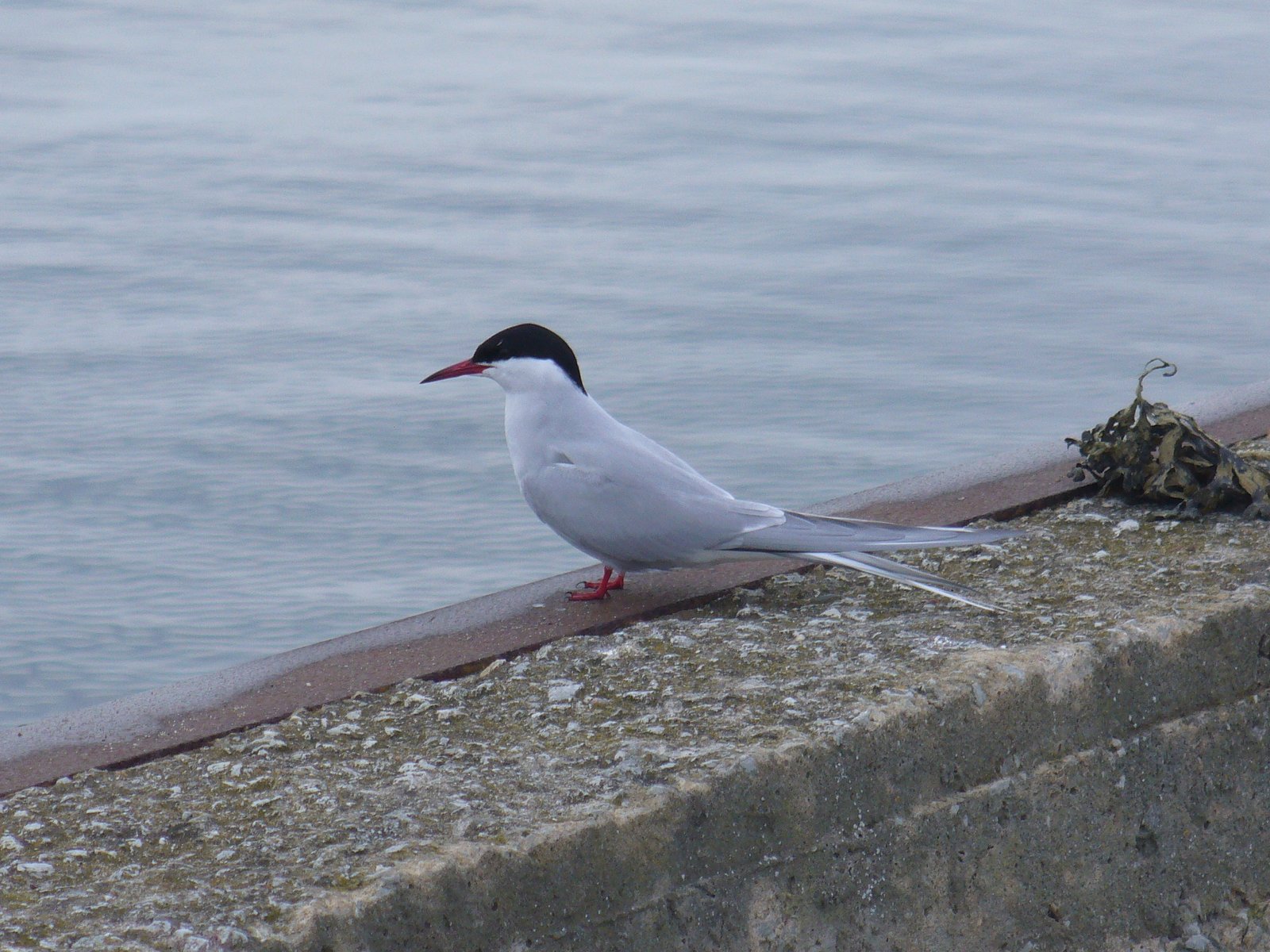Arctic Tern (Sterna paradisaea)