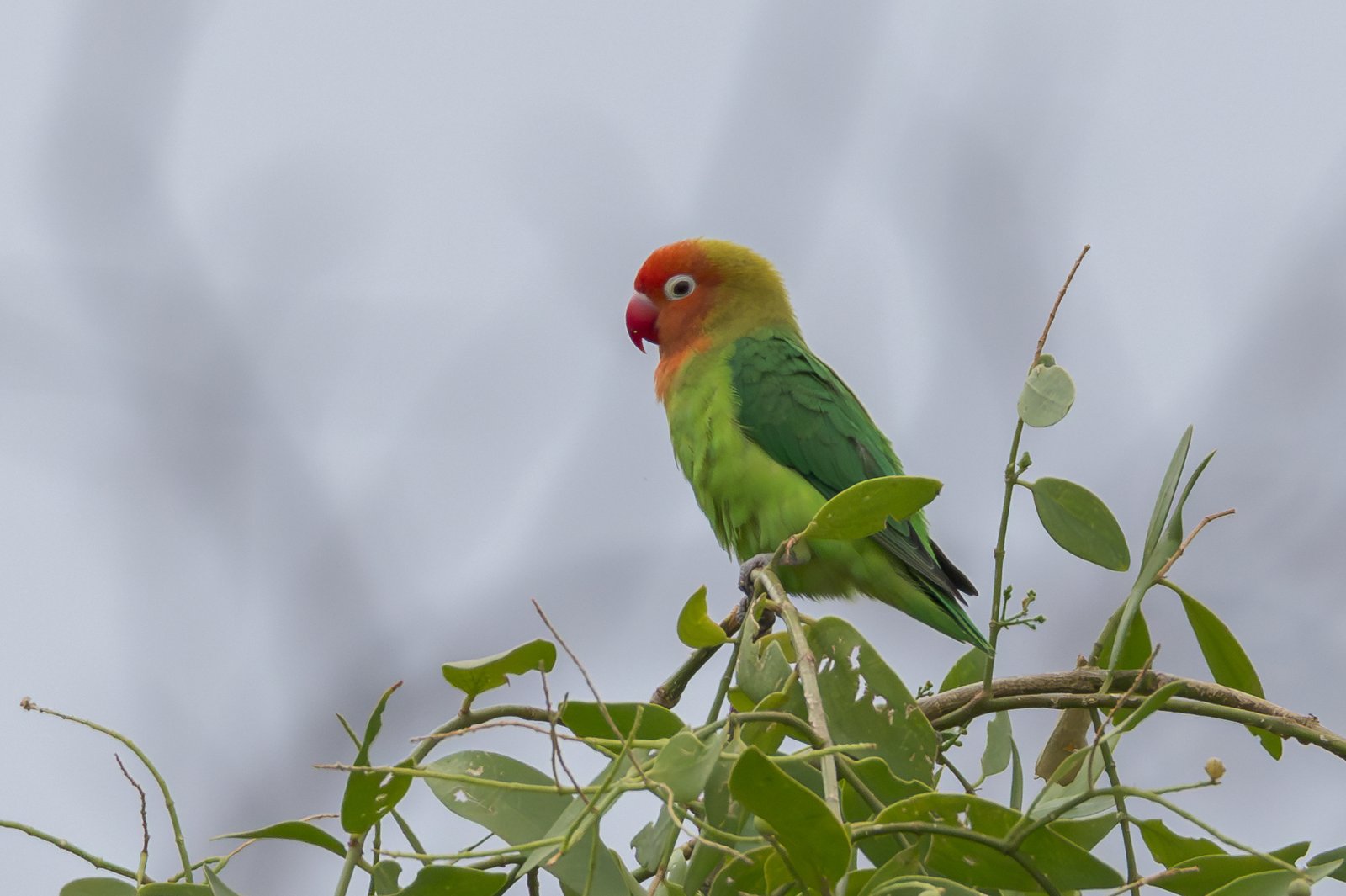 Lilian's Lovebird (Agapornis lilianae)