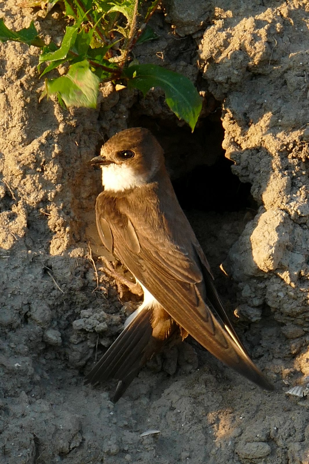 Sand Martin (Riparia riparia)