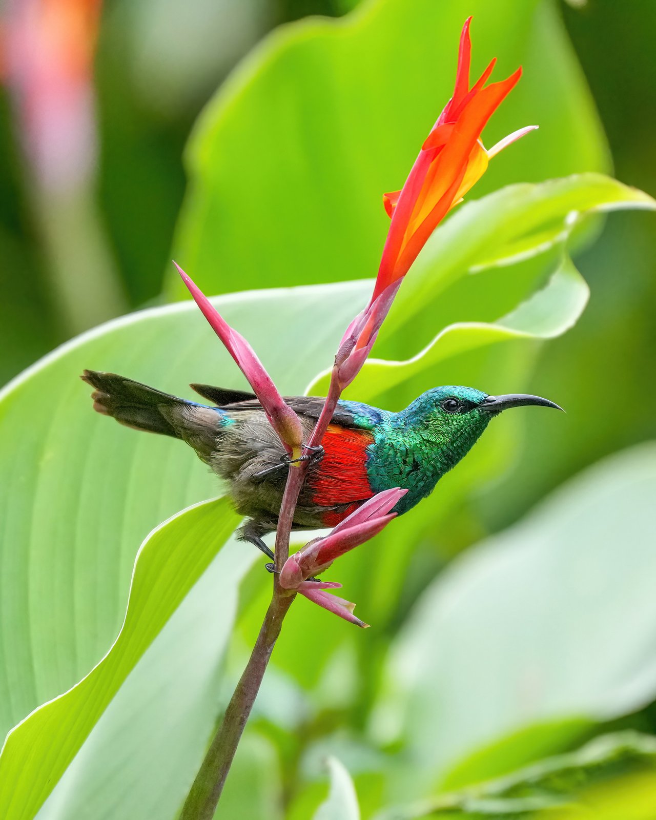 Olive-Bellied Sunbird (Cinnyris chloropygius)