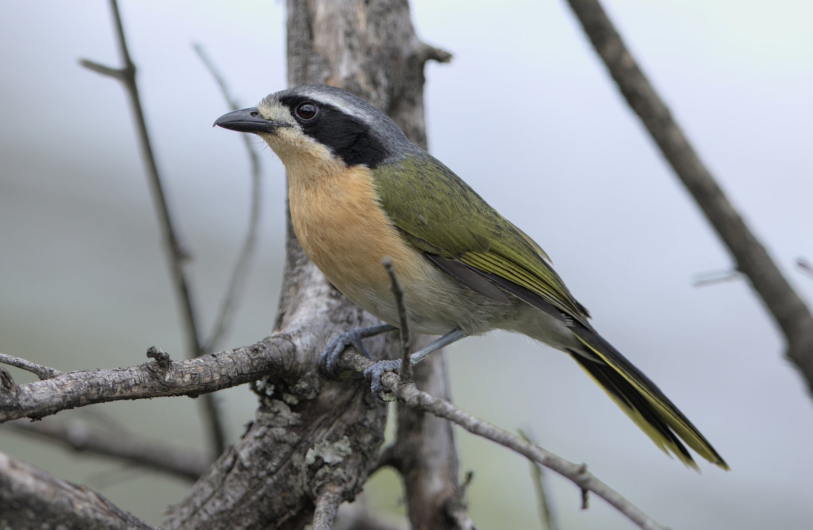 Olive Bushshrike (Chlorophoneus olivaceus)