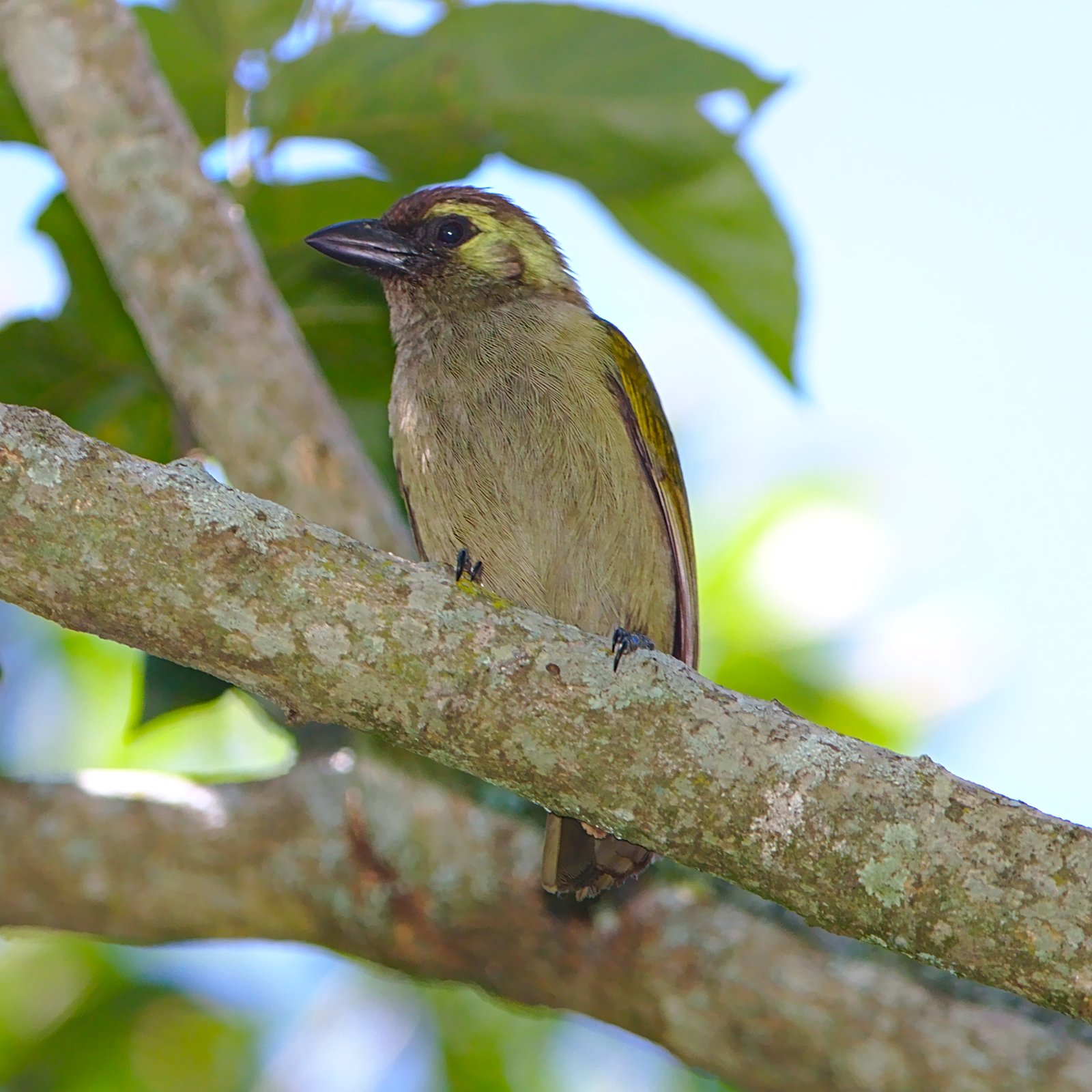 Green Barbet (Cryptolybia olivacea)