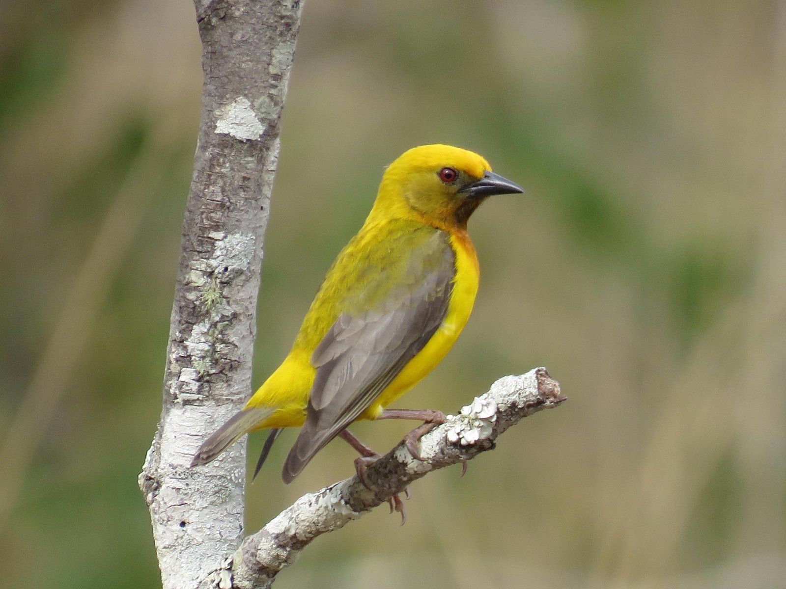Olive-Headed Weaver (Ploceus olivaceiceps)