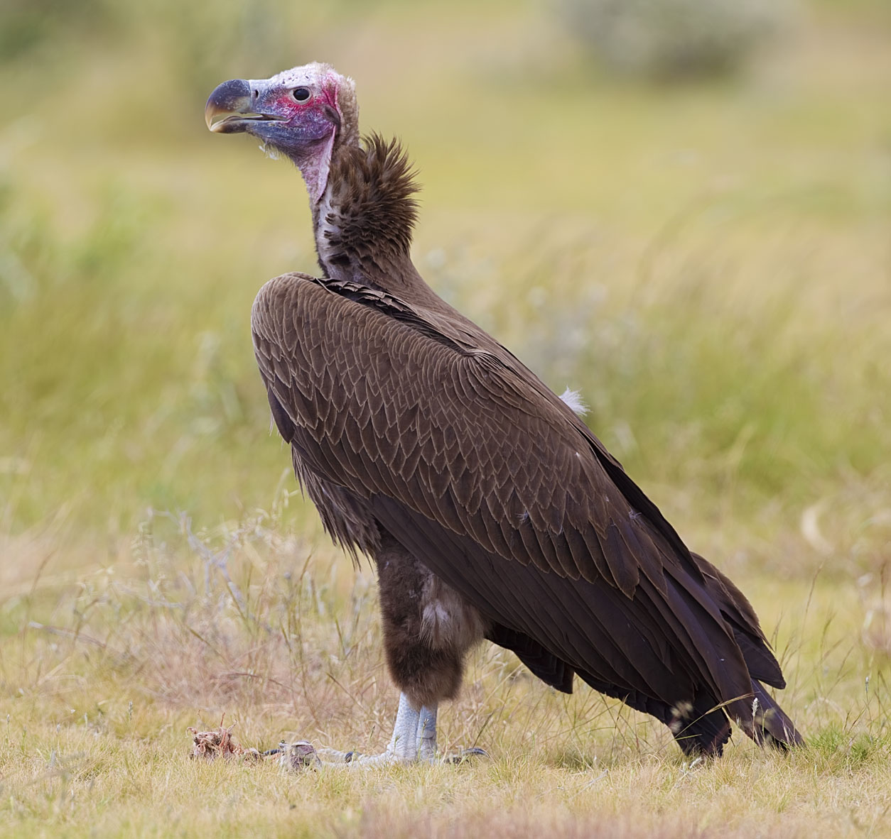 Lappet-Faced Vulture (Torgos tracheliotos)