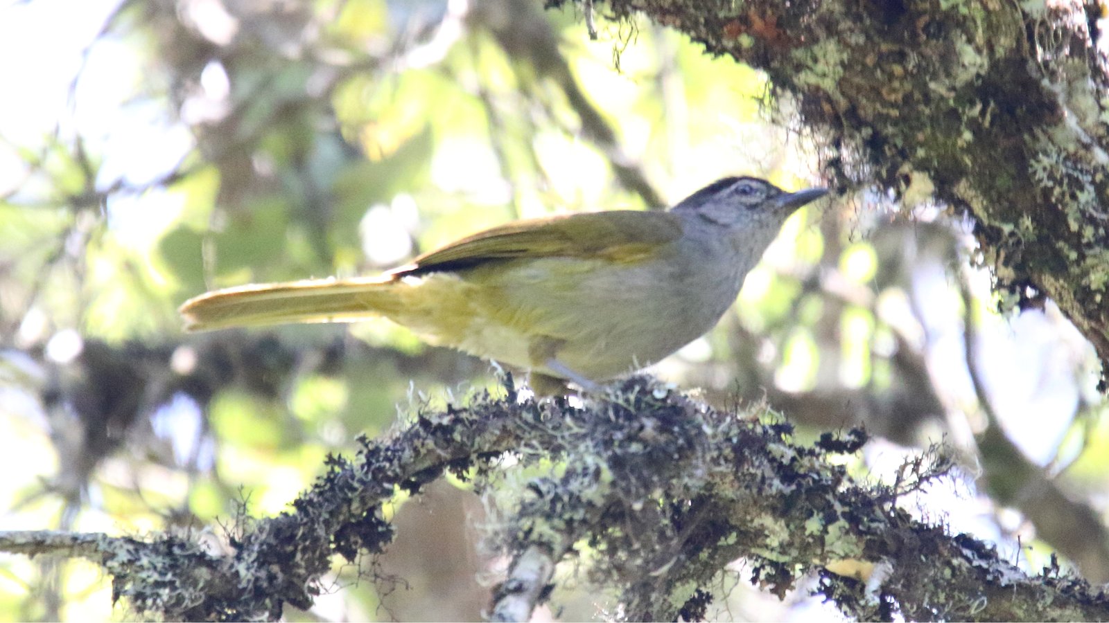 Black-Headed Mountain Greenbul (Arizelocichla nigriceps)