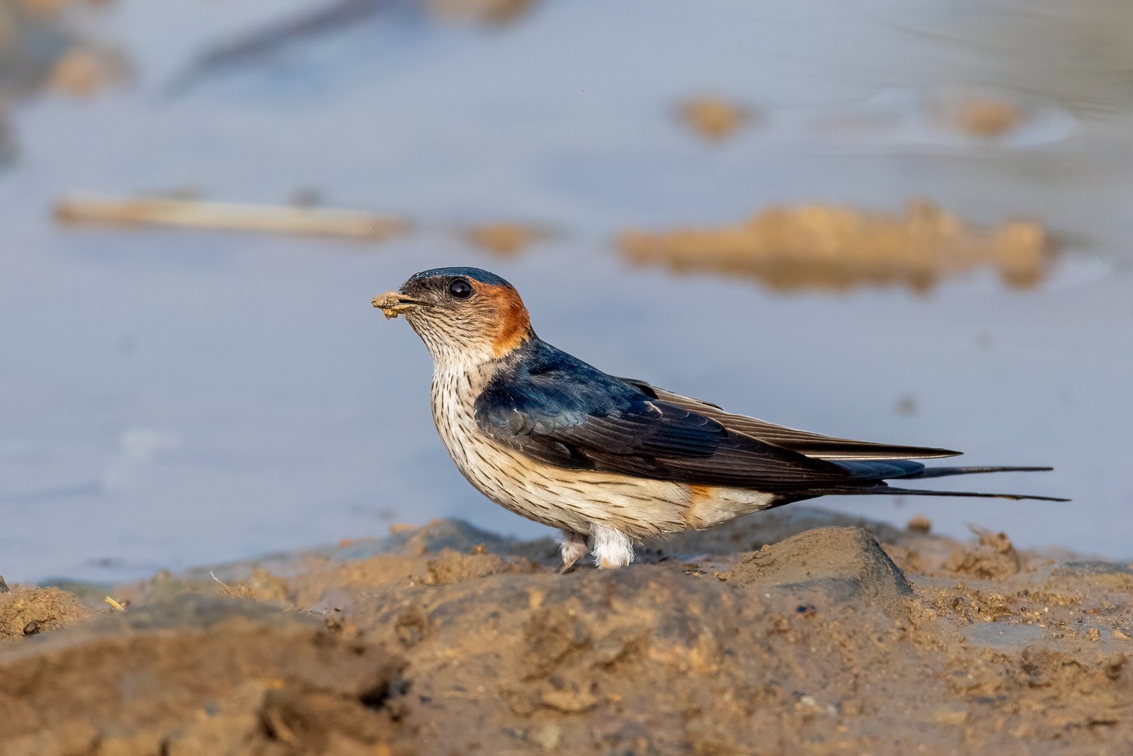 Eastern Red-Rumped Swallow (Cecropis daurica)