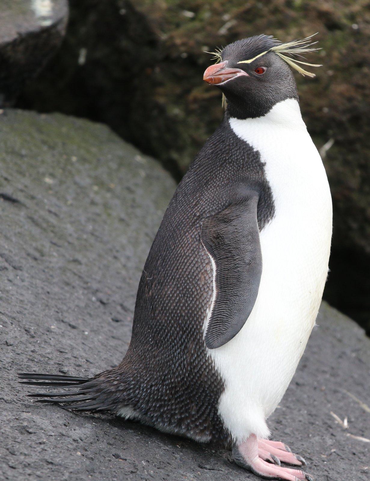 Eastern Rockhopper Penguin (Eudyptes filholi)