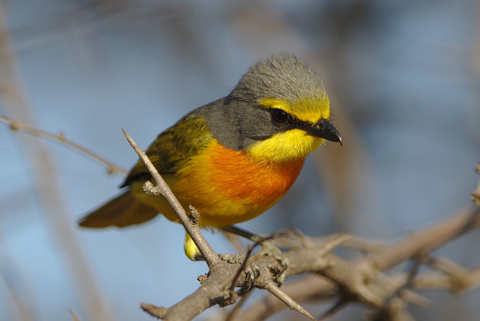 Orange-Breasted Bushshrike (Chlorophoneus sulfureopectus)